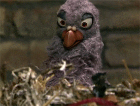 A pigeon with a binocular implying that You never know who’s watching