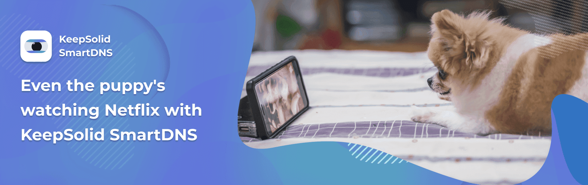 Pomeranian dog watching Netflix on the bed with KeepSolid SmartDNS